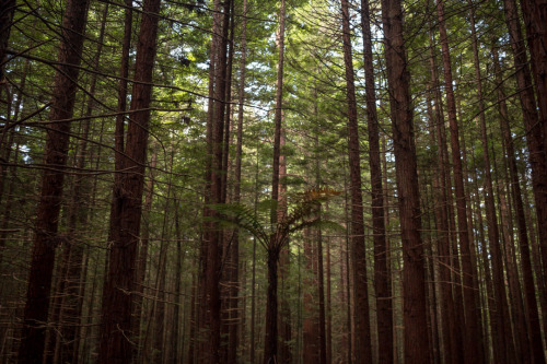 Whakarewarewa Forest aka “The Redwoods,” Rotorua