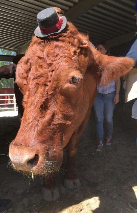 We went to a rescue barn for my mom’s birthday (which was a few days ago but the place is only open on Sundays) ‘cause she loves cows. So here’s some pictures of some of the cuties we met