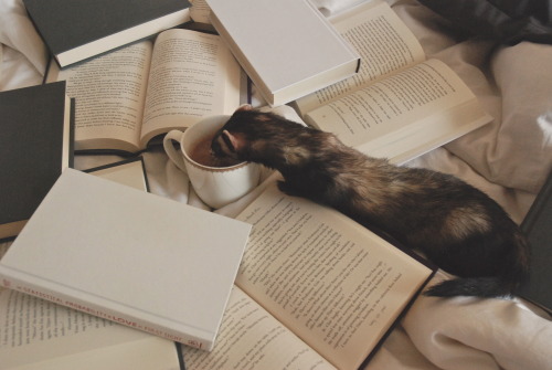 the-book-ferret: That was not what I intended for this photo, ferret!