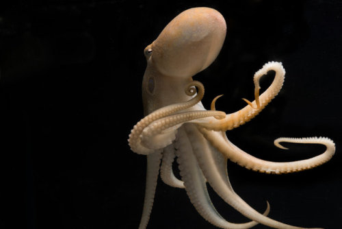 A Genetic Oddity May Give Octopuses and Squids Their SmartsBy Steph YinColeoid cephalopods, a group 