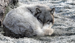 earthlynation:  Grey Wolf by Yair L