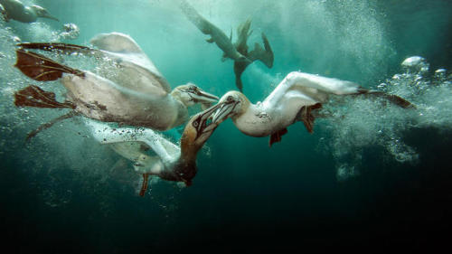 Gannets underwater searching for fish