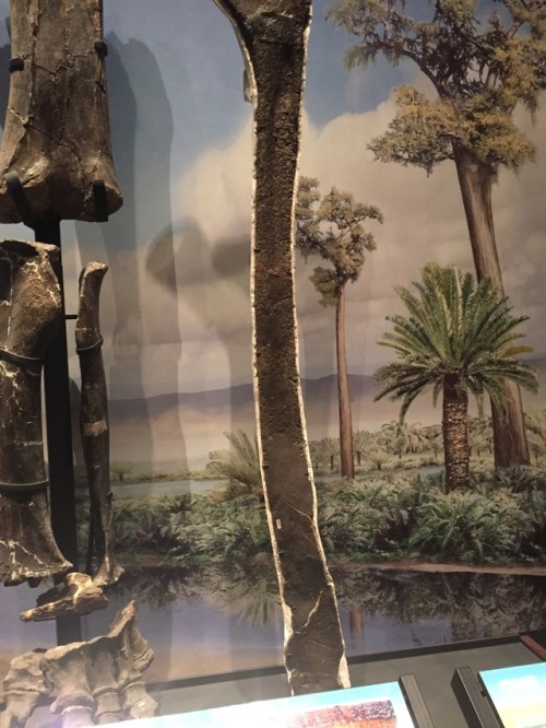 Let’s finish with the sauropods, some of the largest land animals ever. The upper photo here i