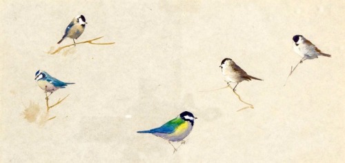 terpsikeraunos:art-nimals:Archibald Thorburn (1860 - 1935), Tits, watercolor@catullan