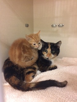 fartgallery: I was taking pics of this kitten sitting on her mom when her sister came to square up