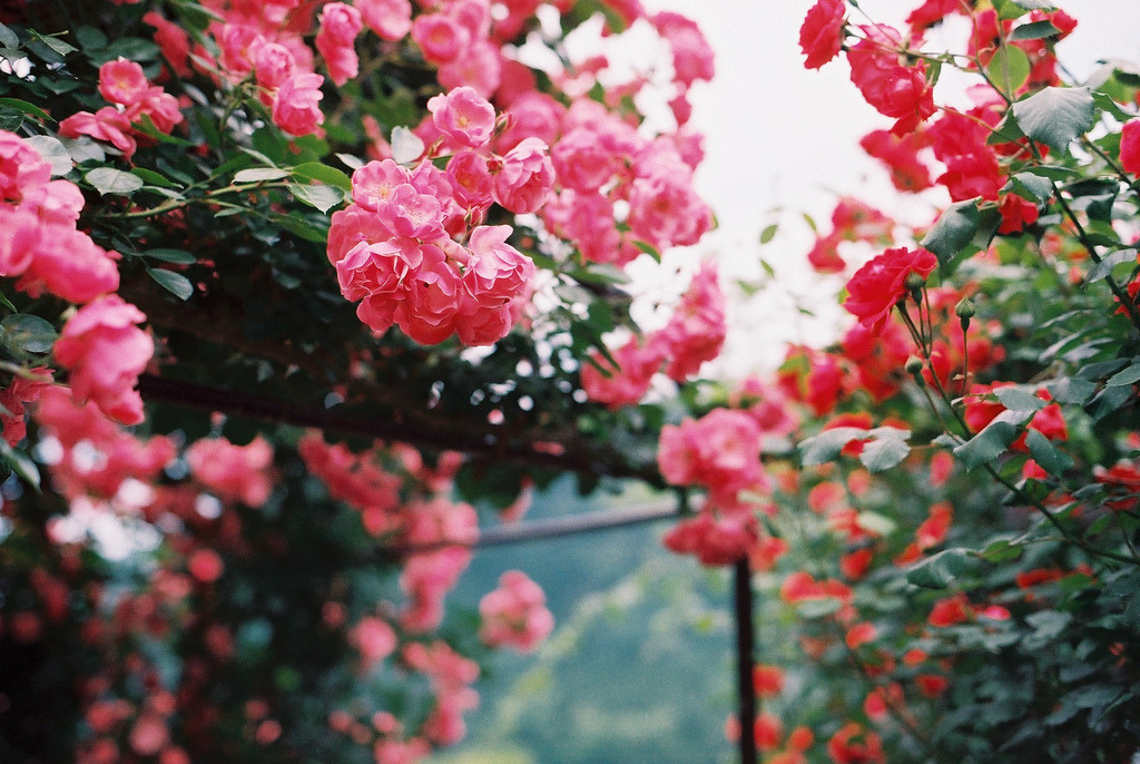englishsnow:  by qrumipan 