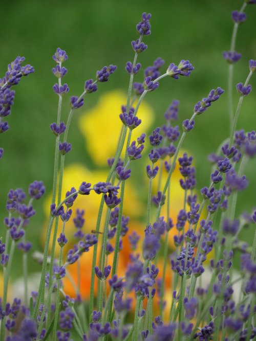 lavandula