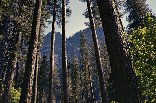 Yosemite on Flickr.
Yosemite from last year
Kodak Portra 400
Fuji GW690ii
Home processed C41
Jobo/Tetenal C41 Press Kit