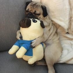 walkinthepug:  Spooning : expectations vs reality