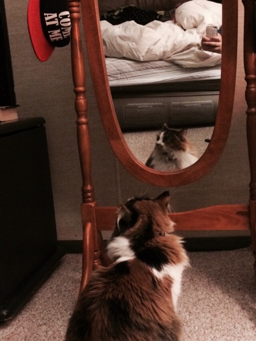 rihannoyed:caught my cat looking at herself in the mirror