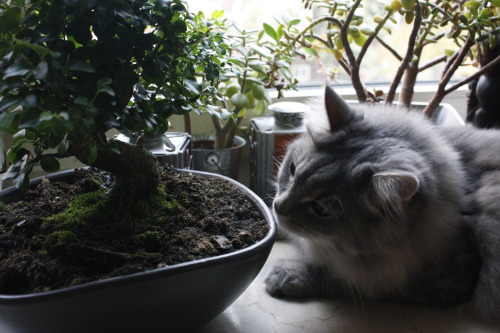 90377: my new privet bonsai and carl