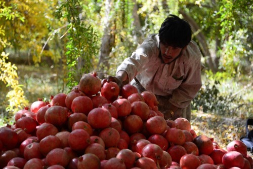 honeycoquelicot: Pomegranate harvest season in Afghanistan. Rudaw English ©