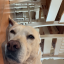 hoekage:  the main thing i look forward to in life is raising dogs w/ someone i love 