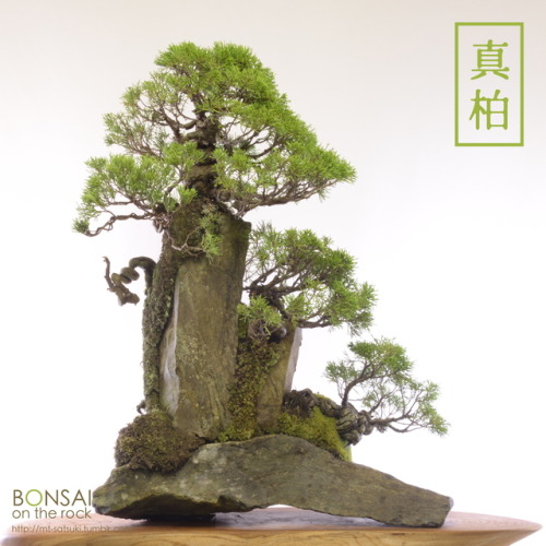 真柏（シンパク）の石付盆栽SHIMPAKU Juniper bonsai on a rock2017.9.16 撮影bonsai on the rock| Creema | BASE | Zazzle