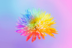 escapekit:  Neon Flowers Paris-based designer Claire Boscher shares beautiful images of neon flowers as part of photographic research she did on the theme of colourful flowers for a collaboration with Huawei. Claire chose to worked only with white flowers