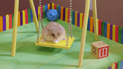 Sex gifsboom:  Video: Two Tiny Hamsters Play pictures