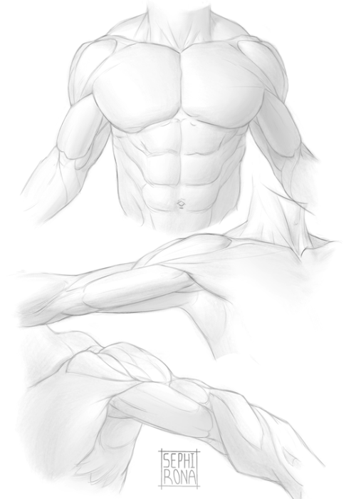 More deltoid + upper arm studies. Going to do some more since the inner arm gets a bit confusing som