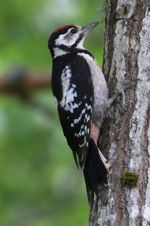 michaelnordeman:Great spotted woodpecker/större hackspett.