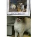 cat-memes-only:
