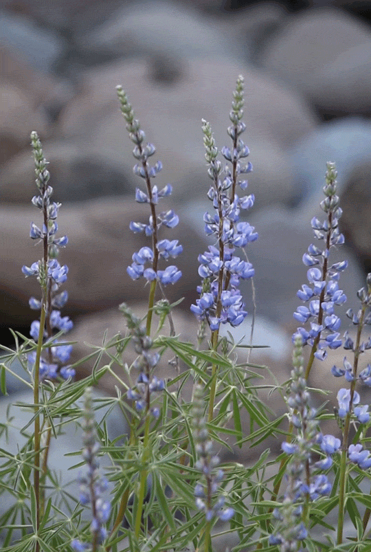riverwindphotography:  Soft Wind Dancers: Wild Lupine along the Elk’s Fork, Shoshone