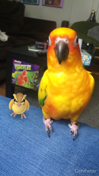 Porn photo pepperandpals:  A virtual birb and a real