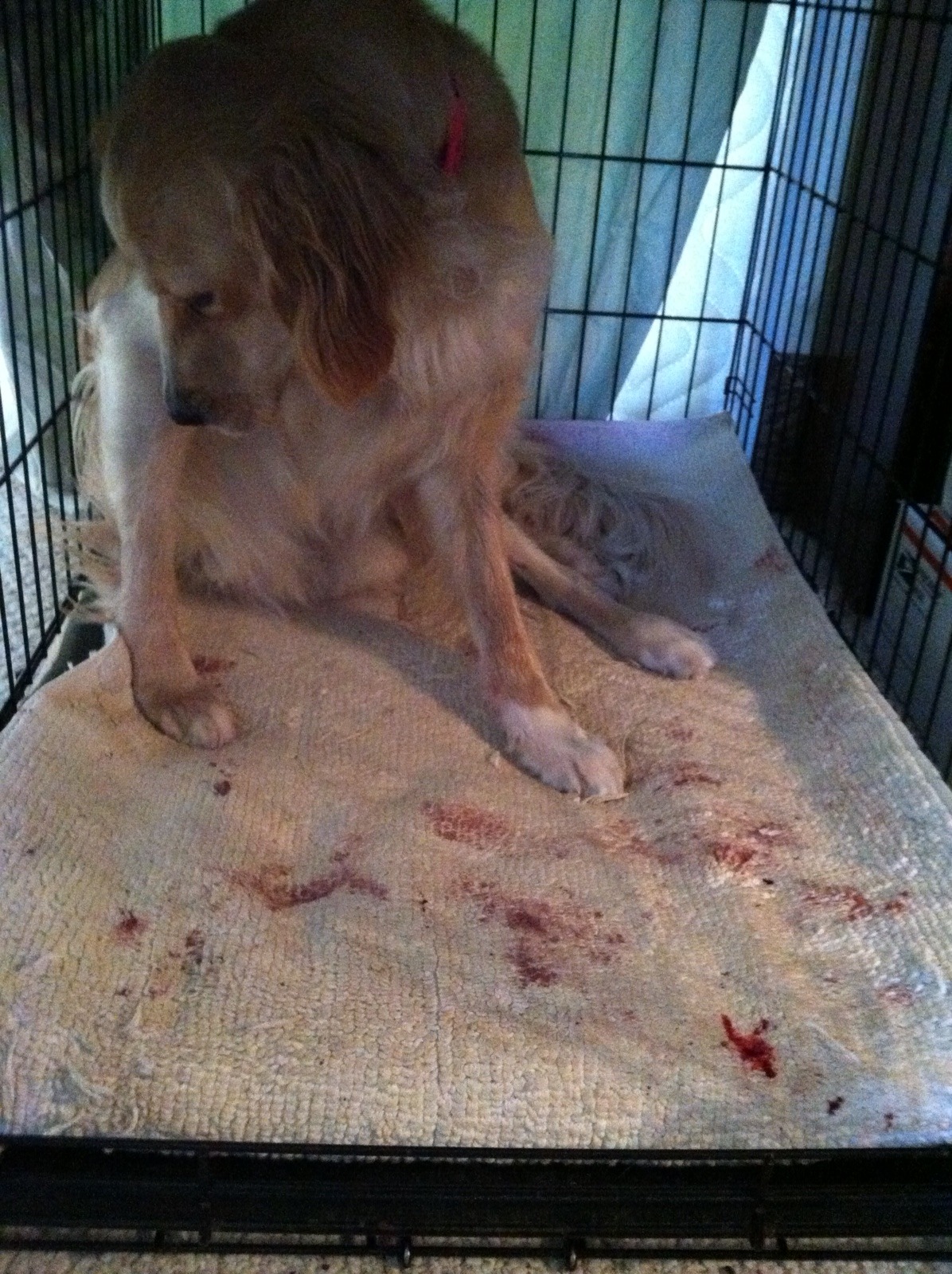  mickeyalice:  Three days ago my mom’s puppy Bailey started bleeding uncontrollably