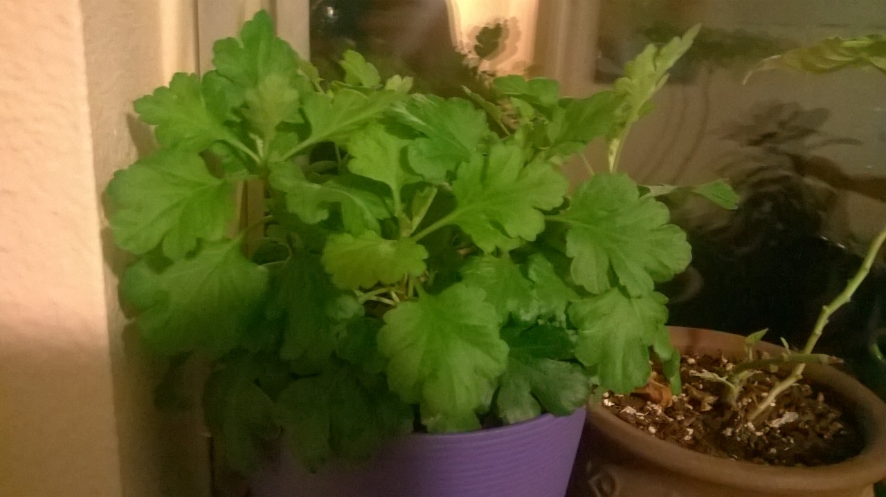 My garden mums are getting VERY full! The leaves used to be a third of that size.