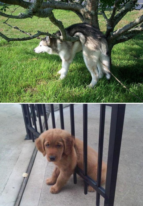 tastefullyoffensive:Dogs Who’ve Just Made Poor Life Choices (photos via distractify)Previously: Cats