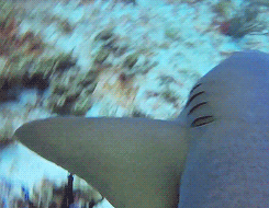 gentlesharks:  Nurse sharks are slow-moving