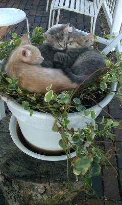 getoutoftherecat:  plants are not for sleeps, kittens, plants are for air.  
