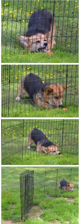 lovehamsomuch:oh doggy…