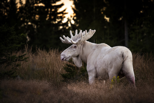 elodieunderglass: nogling: sitting-on-me-bum: Rare Sighting of a White Moose in the Swedish Woods Ph