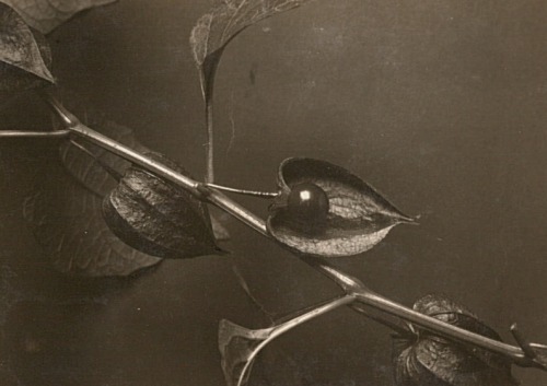 dame-de-pique:Hartmann- Lampionblume (Physalis alkekengi). Frucht aufgeschnitten, vor 1930