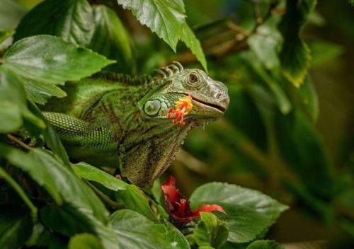 Amazing green iguana (Iguana iguana) in the wild. Credit: Unknown > For more pics, videos & a
