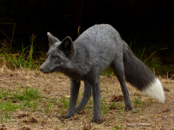 howtoskinatiger:  A wild blue-phase Red Fox