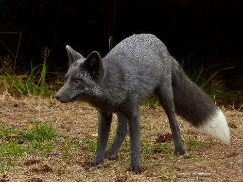 howtoskinatiger:  A wild blue-phase Red Fox porn pictures