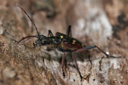 Suddenly, these longhorn beetles - Rhagium bifasciatum - are popping up all over the place!