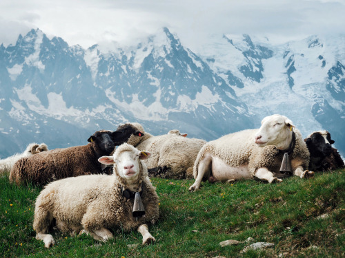 ponderation:Sheep In The French Alps by Herbert Schröer