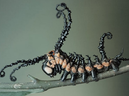 sixpenceee:  cactushandler:  sixpenceee:  Brahmin moth before and after metamorphosis. 