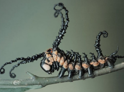 Sixpenceee:  Cactushandler:  Sixpenceee:  Brahmin Moth Before And After Metamorphosis. 