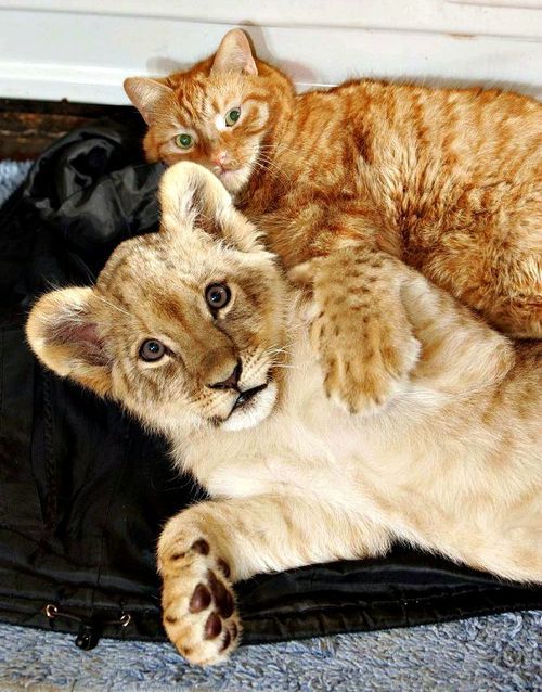 wolverxne:  Arnie, a stray cat who became known for his extraordinary talent as a “babysitter” of abandoned newborn animals brought to the Linton Zoo, passed away peacefully last week.  Arnie’s favorite creatures were lion cubs, and he babysat