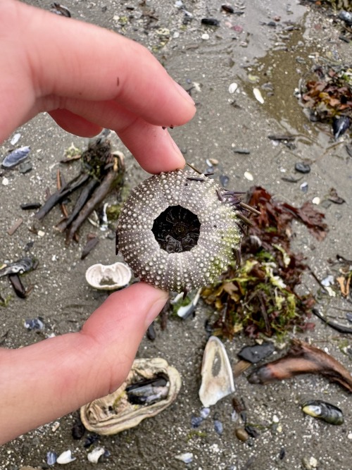 Urchin Remains Were Everywhere Along The Trail - They Were So Beautiful