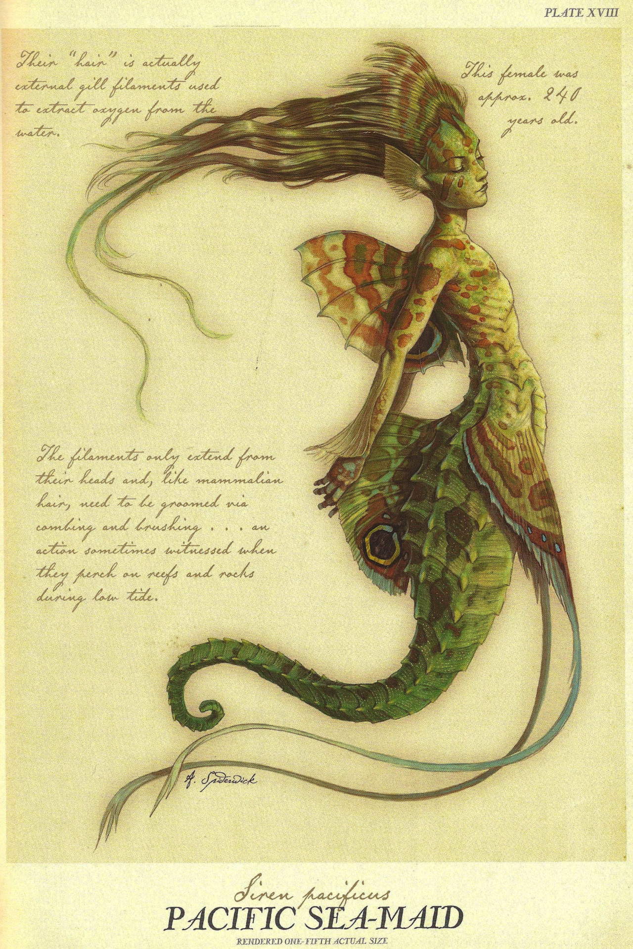 pocketwarlock:  grimoireandfaeries:  Pacific Sea-Maid (Siren pacificus) and Carribean