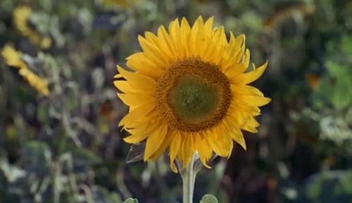 365filmsbyauroranocte: Le bonheur (Agnès Varda, 1965): empty spaces