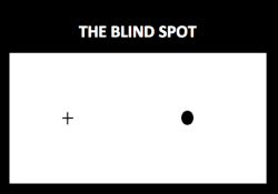 rainboobquartz:  sixpenceee:  angrynerdyblogger:  sixpenceee:  Close your left eye and stare at the cross mark in the diagram with your right eye. Off to the right you should be able to see the black dot. Now slowly move toward the computer screen. Keep