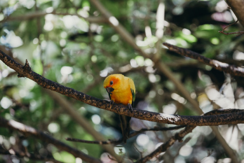 santrizosphotographyblog: Pictures of brightly colored birds only.