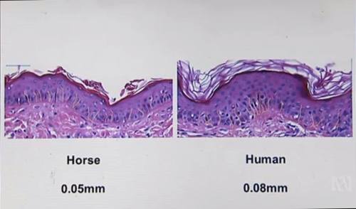 equine-mistreatment:  stethescopesandhoofbeats:  Horses have thinner skin and may feel pain more than humans.For those who think horses don’t feel pain as we do - you could be right. They may feel far more. Australian TV programme ‘Catalyst’ asked