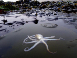 waterbody:  octopus. Moss Beach CA, June