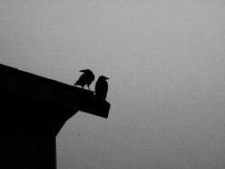 jiji-de-jiji:  Crows ©juri 