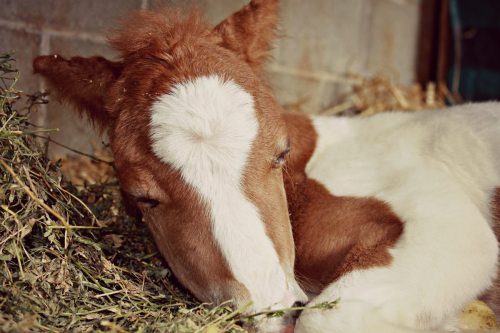 sanitybecauseofhorses:  leather-bridle:  Sleeping beauty  OH MY GOSH THE CUTENESS I CANT EVEN &helli